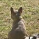 Minnie- Blue Fawn