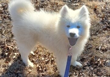 Samoyed puppy