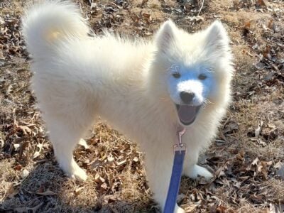 Samoyed puppy