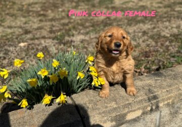 Golden Retriever- Pink Collar Female