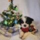 Bandit CKC Registered Male Pomeranian
