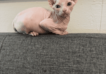 ELF SPHYNX