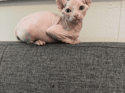 ELF SPHYNX