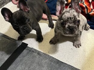 FRENCHIES
