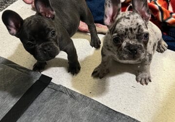 FRENCHIES