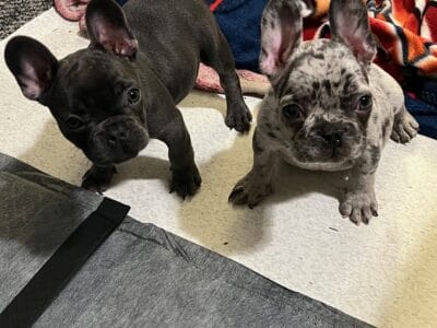 FRENCHIES