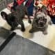 FRENCHIES