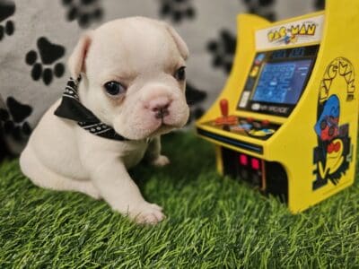 Frenchie / French bulldog