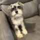 CKC MINI SCHNAUZER