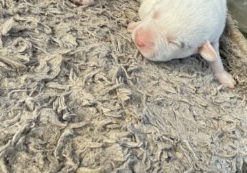 Pitbull ready in 7 weeks