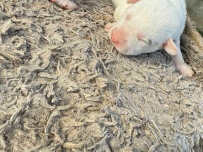 Pitbull ready in 7 weeks