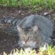 Elisha: Cat for Adoption