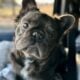 Blue Male altered 11mth blue French Bulldog