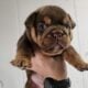English Bulldog Chocolate AKC