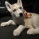 AKC Registered Siberian Husky Pups