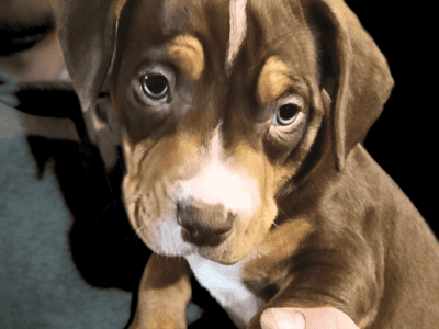 American Bully Pitbull Mix Puppy – Tricolor Male 1