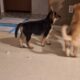 11 WEEK OLD SHEPPARD/HUSKY PUPPIES!!!!