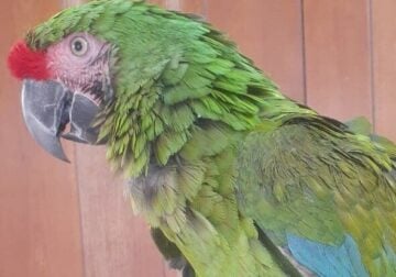 Military Macaw – Gorgeous, Rare & Tame!!