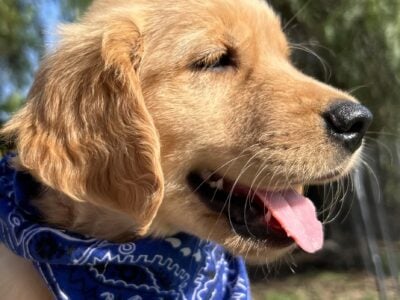 AKC Golden Retriever Puppies Available. 8wks