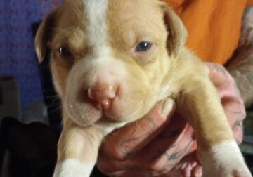 Pitbull puppys