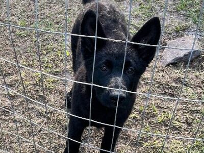 German Shepherd Puppies