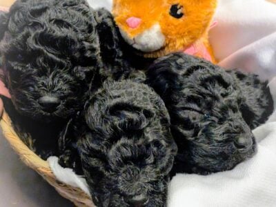 Miniature Poodle