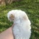 Tiny toy poodles