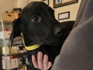 (Nyx) Black Female Doberman Puppy