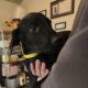 (Nyx) Black Female Doberman Puppy