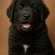 Tibetan Mastiff Puppies
