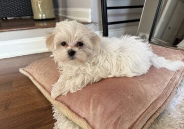 Bali – Maltese Puppy