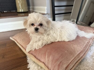 Bali – Maltese Puppy