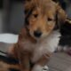 Meet CHAI Rough Collie Puppy 8 weeks