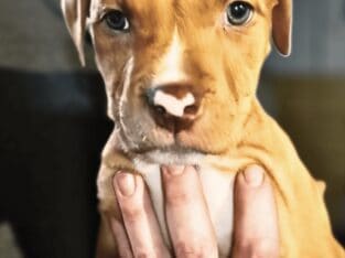 American Bully Pitbull Mix Puppy – Red Female