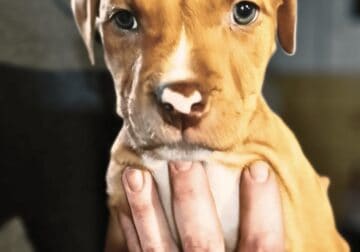 American Bully Pitbull Mix Puppy – Red Female