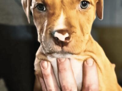 American Bully Pitbull Mix Puppy – Red Female