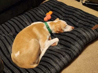 Looking for a new home for Ella