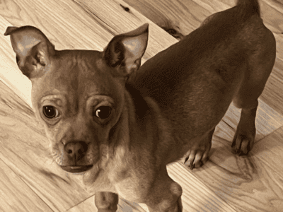 Chihuahua for sale