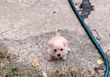 Free puppies
