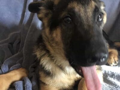 German shepherd puppies