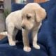 Pure Yellow Puppy Labs