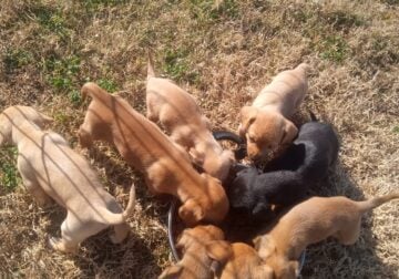 Chiweenie