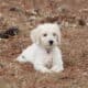 Goldendoodles