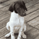 German shorthair puppies