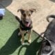 Cute puppy for adoption