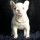 Marley AKC French Bulldog