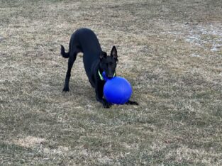 A female 1 year old Belgian malinois