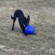 A female 1 year old Belgian malinois