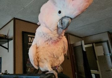 7 year old female umbrella cockatoo