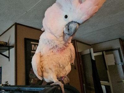 7 year old female umbrella cockatoo